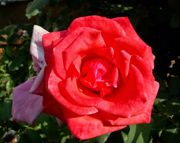 hoa hồng đỏ hông