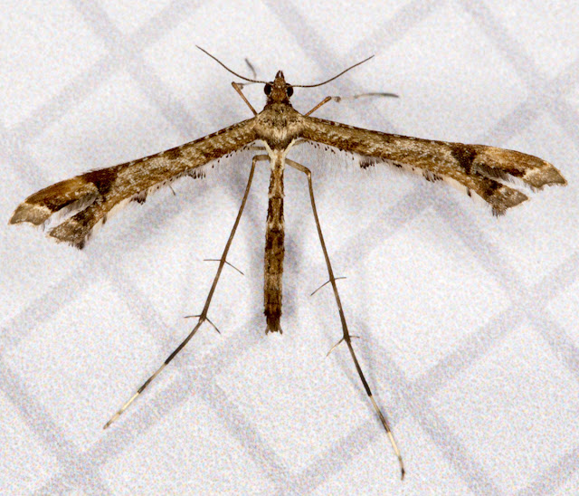 Beautiful Plume, Amblyptilia acanthadactyla.  In my computer room in Hayes on 14 August 2012.