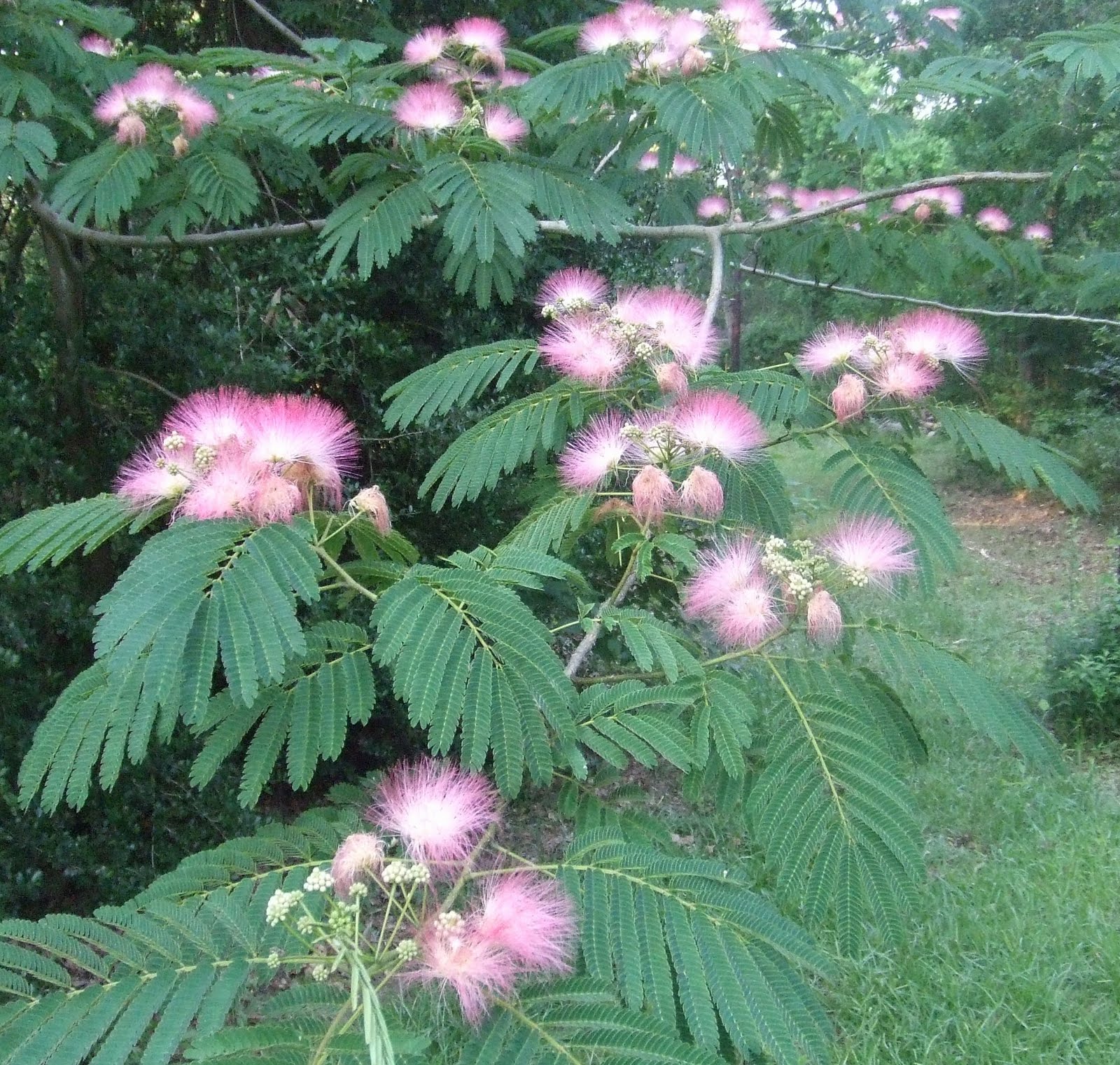 Dizzy's Wanderings & Wonderings Mimosa Trees