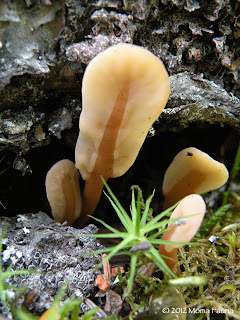 Wee Earthtongues,  also known as Fairy Fans.