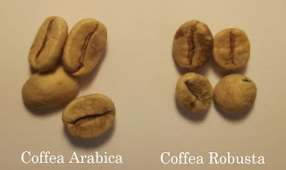 ROBUSTA COFFEE BEANS