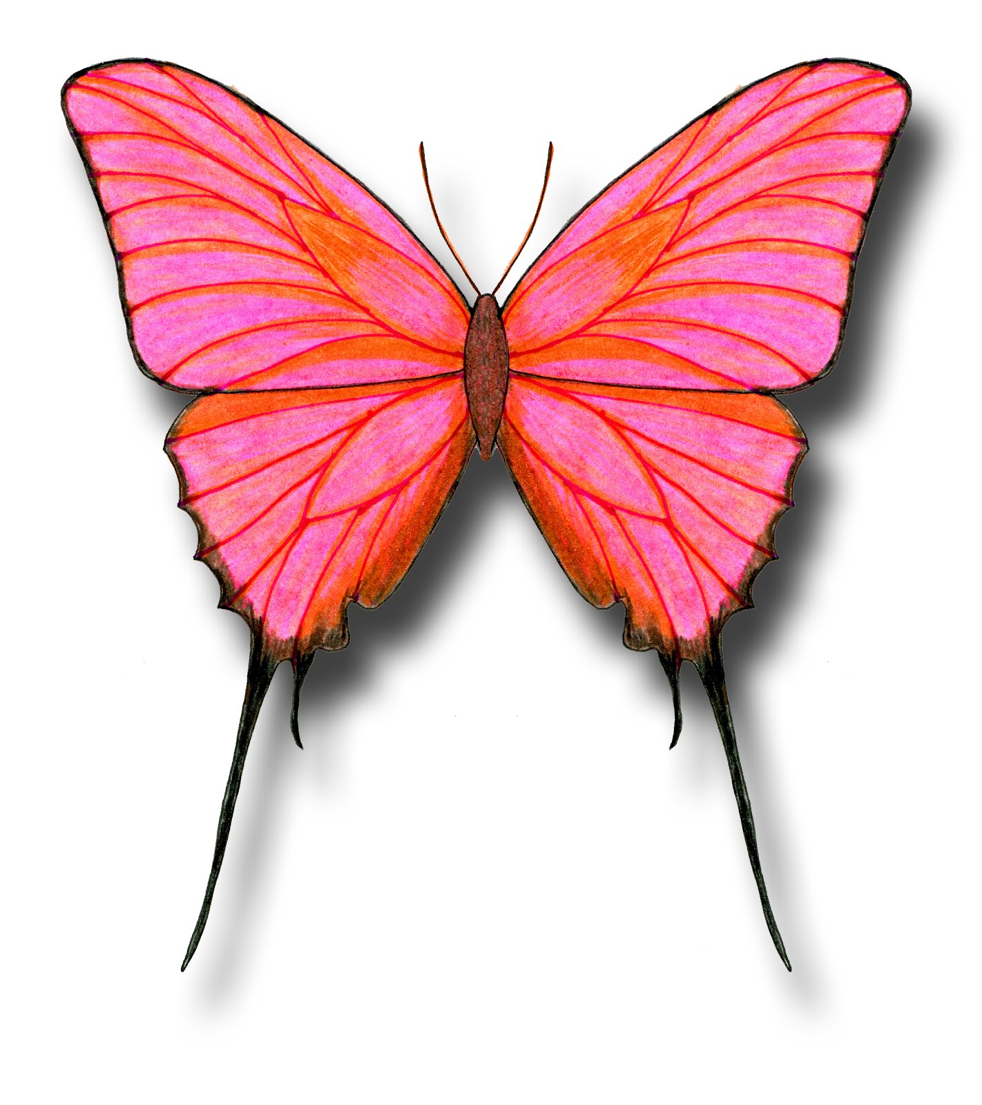 Butterfly Drawings In Color submited images | Pic2Fly
