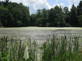 Algae-covered pond, reeds in the foreground and trees in the background.