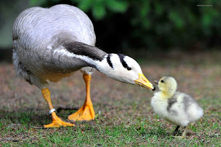 desktop goose wallpaper desktop goose wallpaper