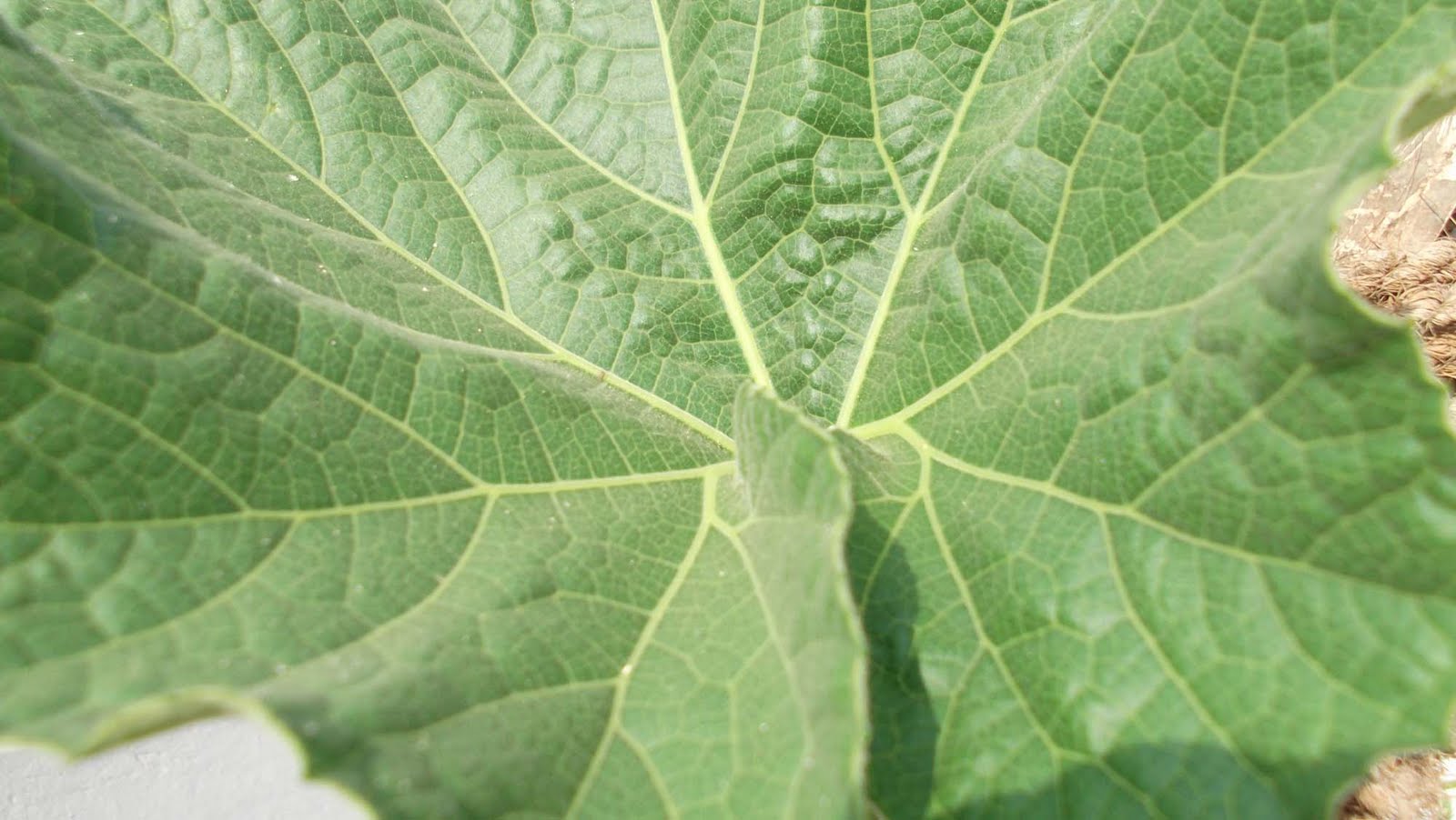 Calabash / Bottle Gourd Plant KolkataNature Nature
