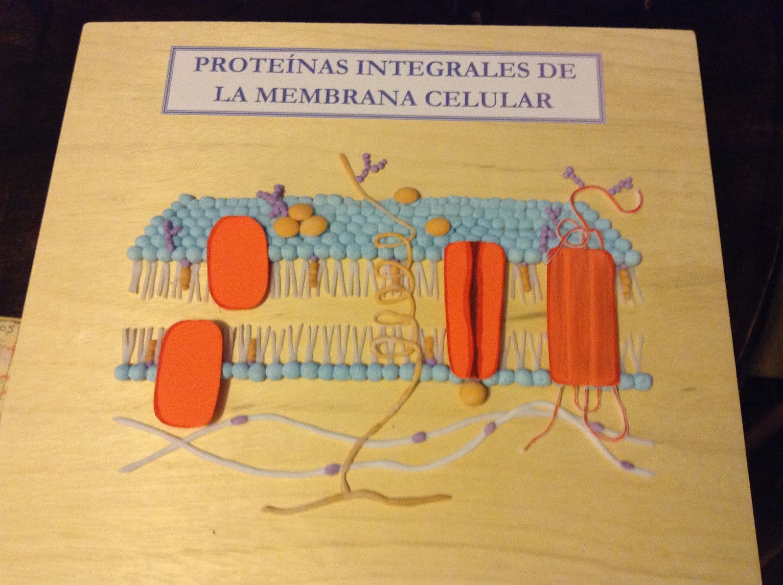 Maquetas y arte PROTEINAS INTEGRALES DE LA MEMBRANA CELULAR