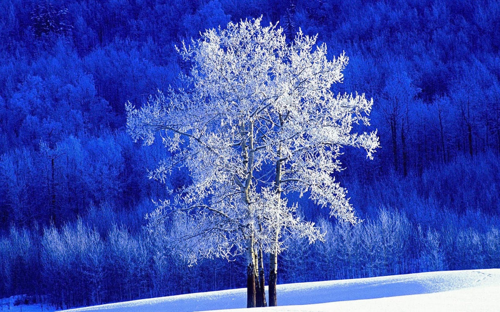 Cute Baby HD Wallpaper: White Tree Wallpapers
