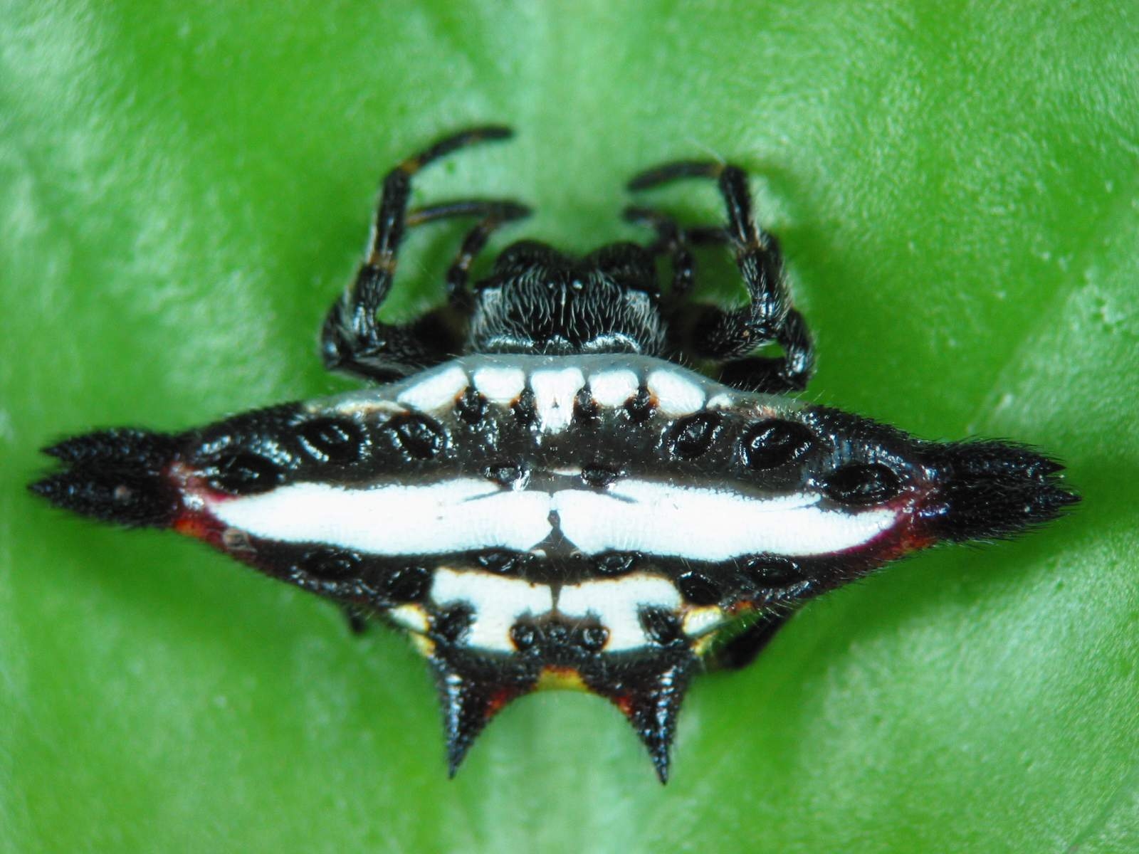 Orb Web Spiders of India
