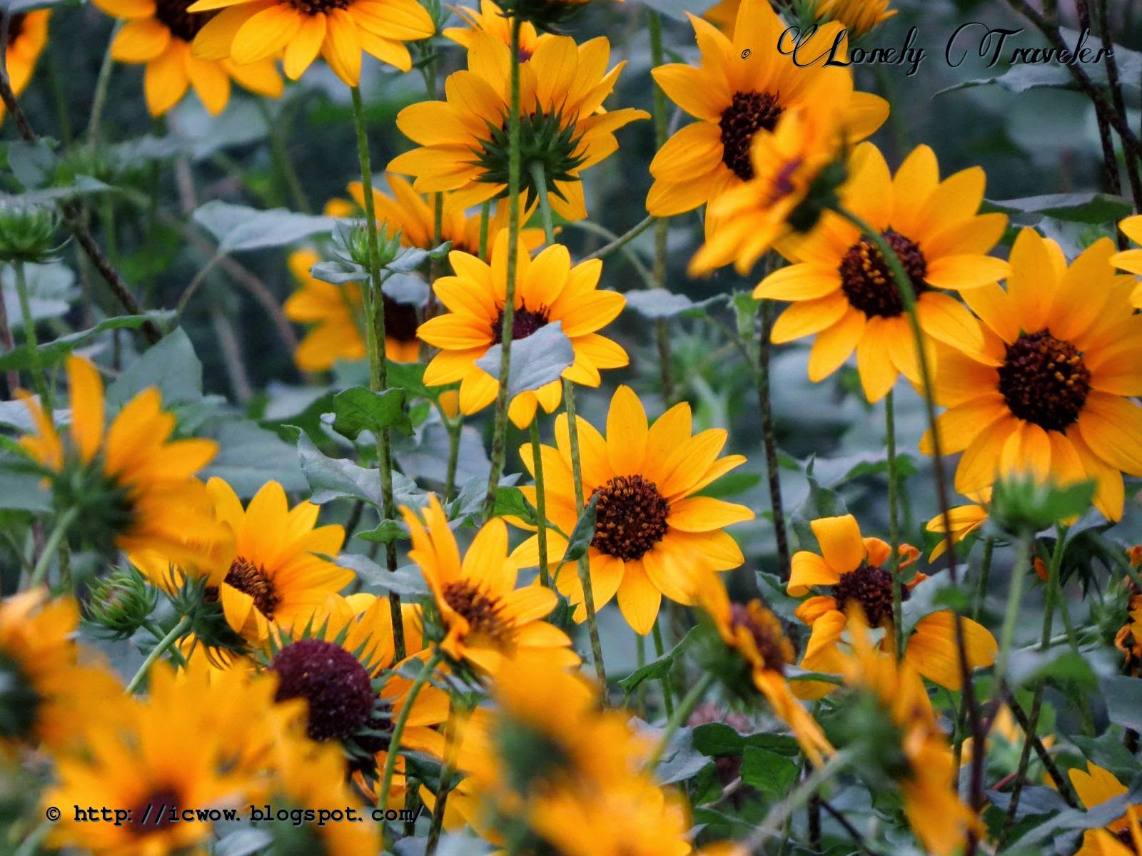 Beach Sunflower Helianthus debilis