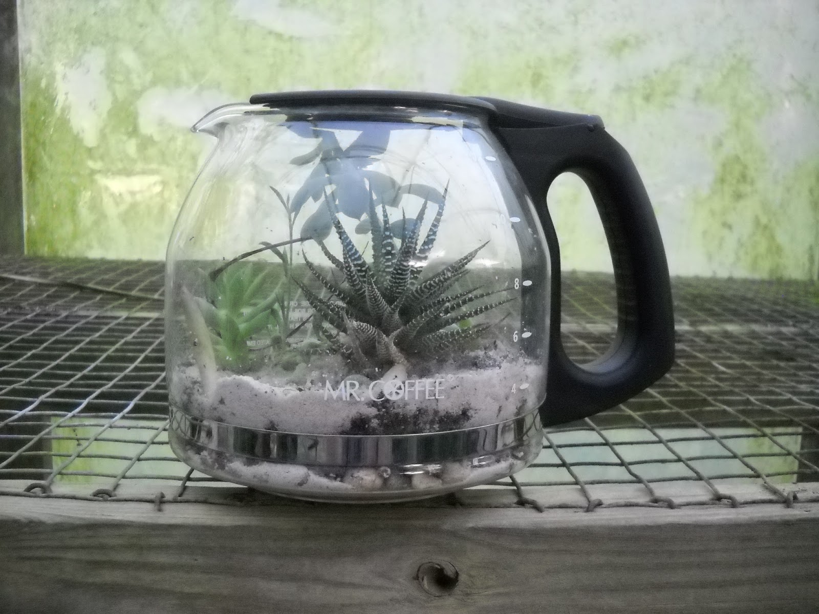 Gold Hill Plant Farm Terrariums Made From Coffee Pots