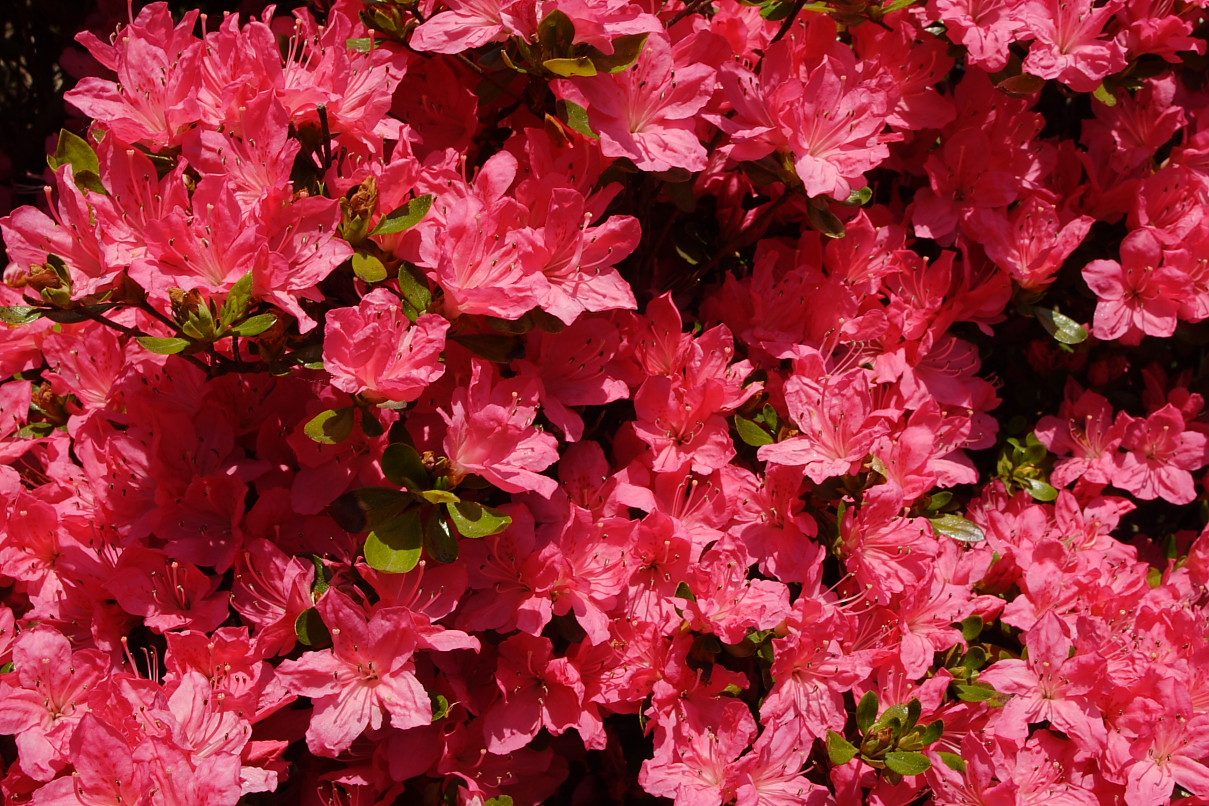Wallpapers In 2pics Azalea Bush Pink