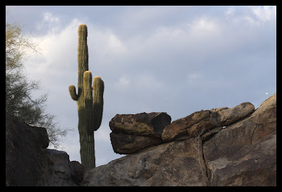 Saguaro Cactus Phoenix AZ