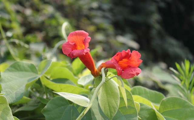 Trumpet Vine Flowers Pictures