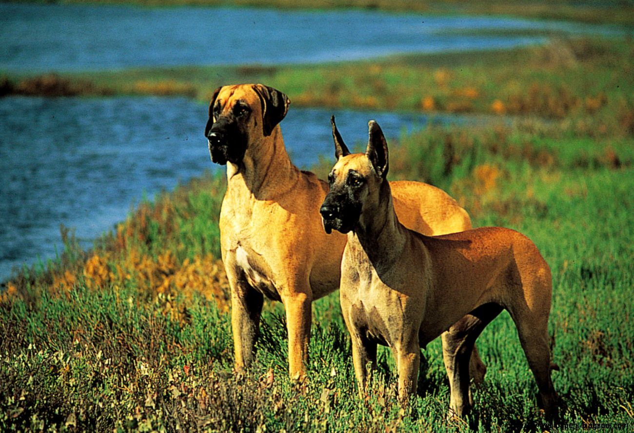 great dane dogs hd wallpapers free download 48597 Wallpaper great dane dogs hd wallpapers free download 48597 Wallpaper