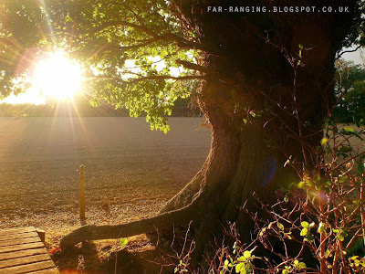 Sun setting over fields and Oak tree near Flatford Mill, Suffolk
