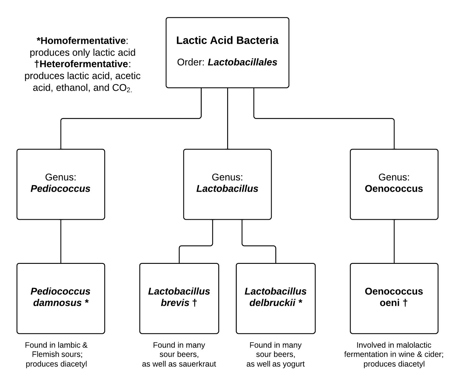 Lactic Acid To Sour Beer at Cathleen Holmes blog