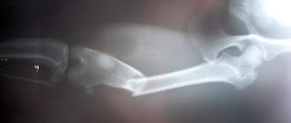 imagen radiologica  de una fractura de femur en el perro