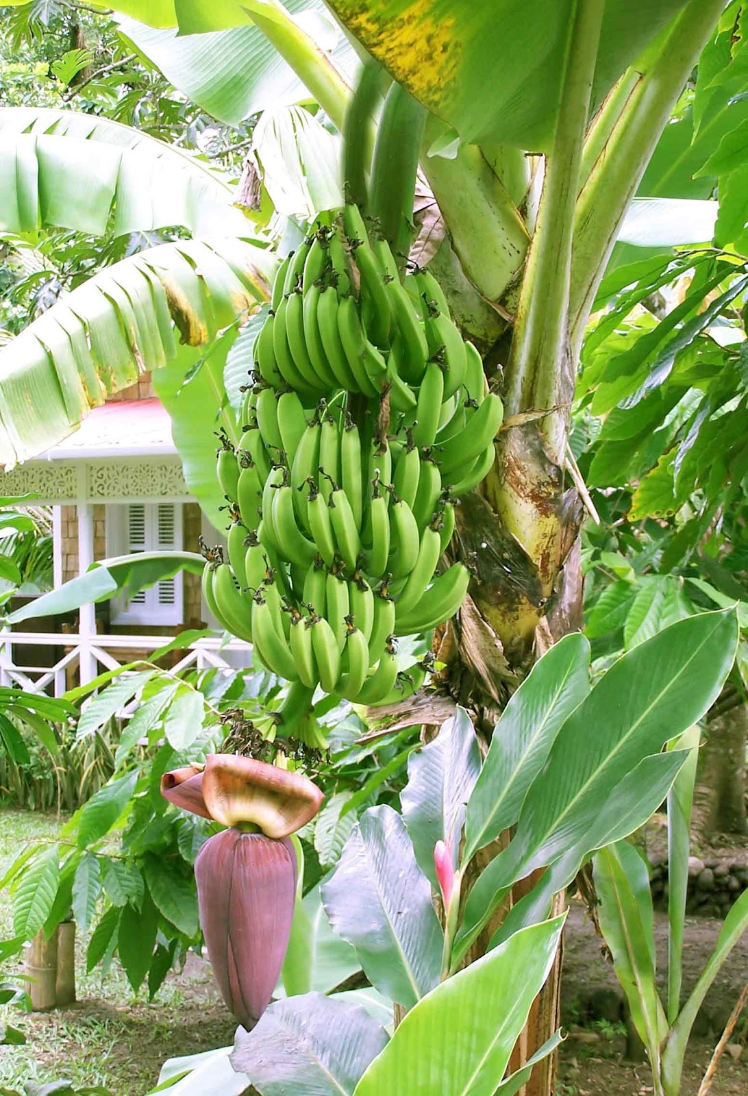 GAMBAR KEBUN PISANG ~ BAGI BAGI INFO