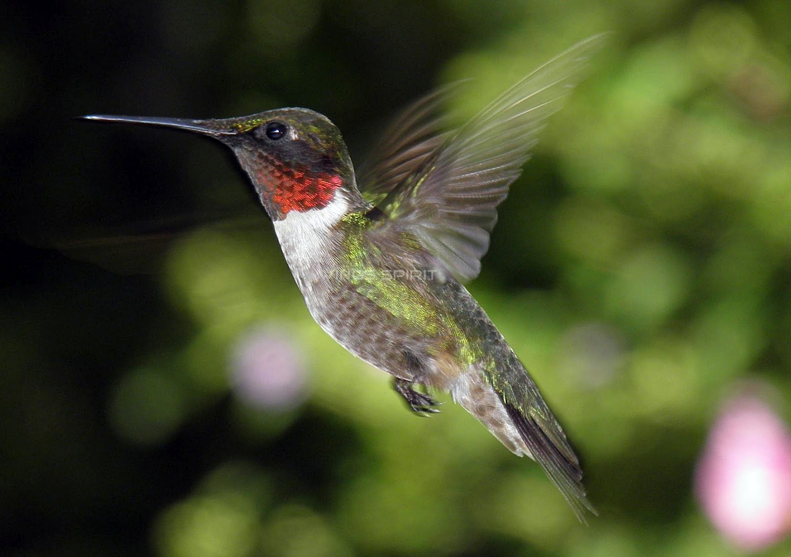 Full Movie: Watch Full movie Final Destination 2000