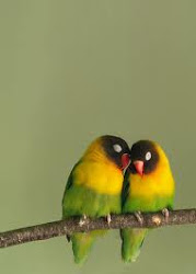romantic birds