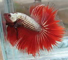 CUPANG ADU / KATONG MEDAN