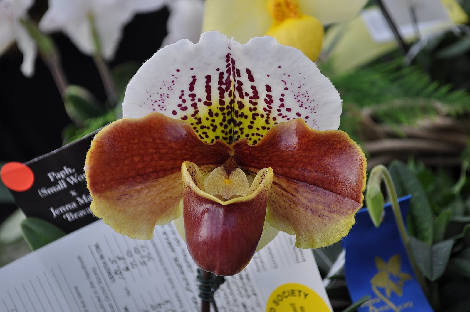 Primarily Cymbidiums Virginia Orchid Society Show, 2011