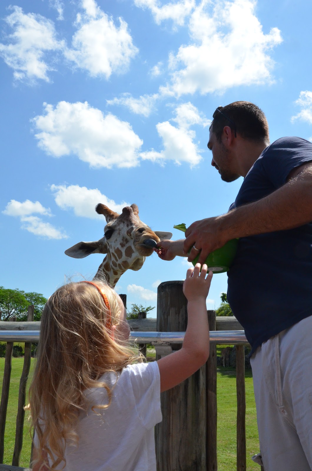 No Wooden Spoons Miami Zoo Feeding Giraffes!