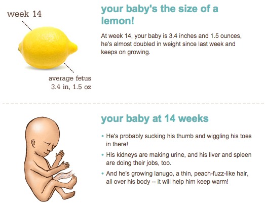 crystal and kids 14 weeks down 26 more weeks to go uterus size by week