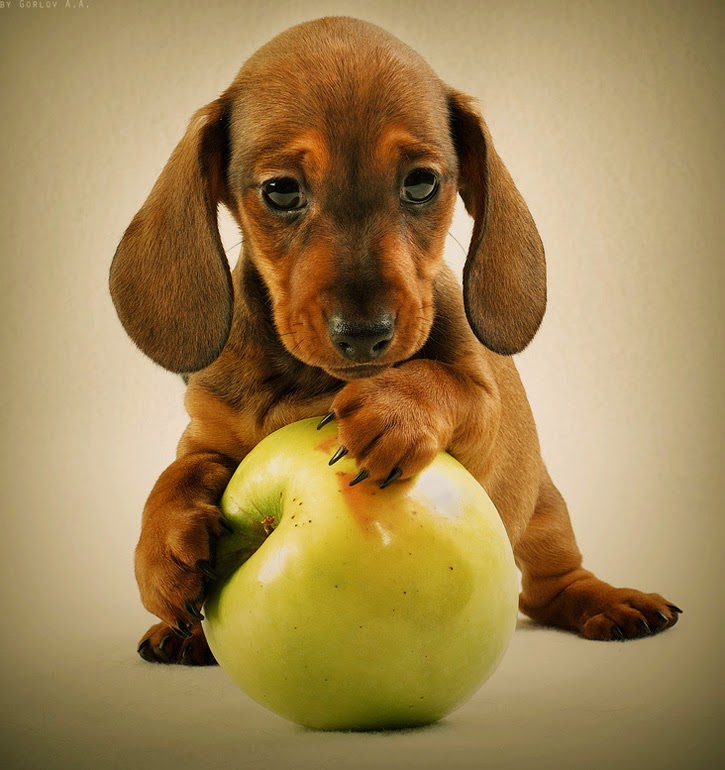 Bregman Veterinary Group Fruits to Feed Your Dog This Summer fruits to feed your dog this summer