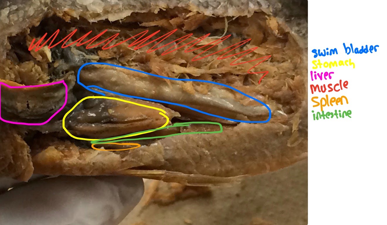 ALM^2 Perch Fish Dissection