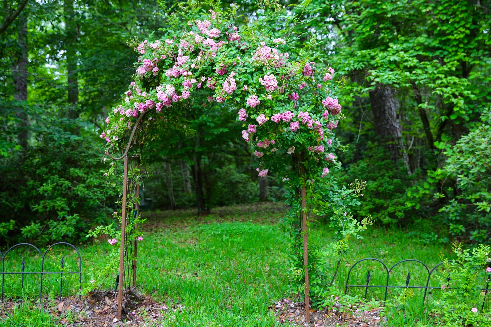 Sweet Southern Days: The Old Garden Roses Are Blooming