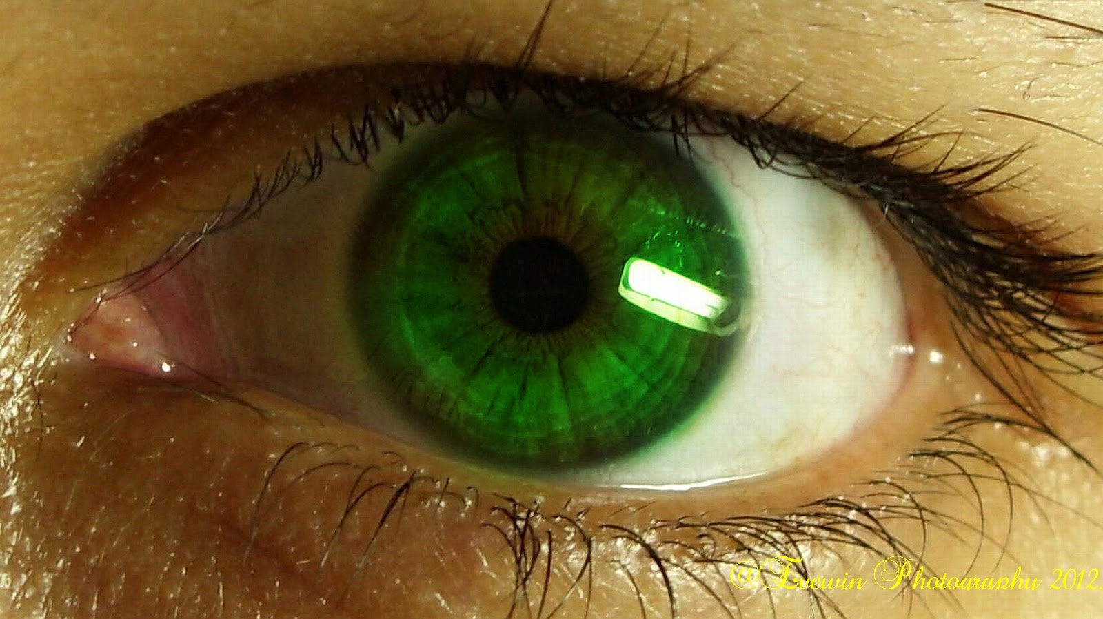 human eyeballs human eyeballs