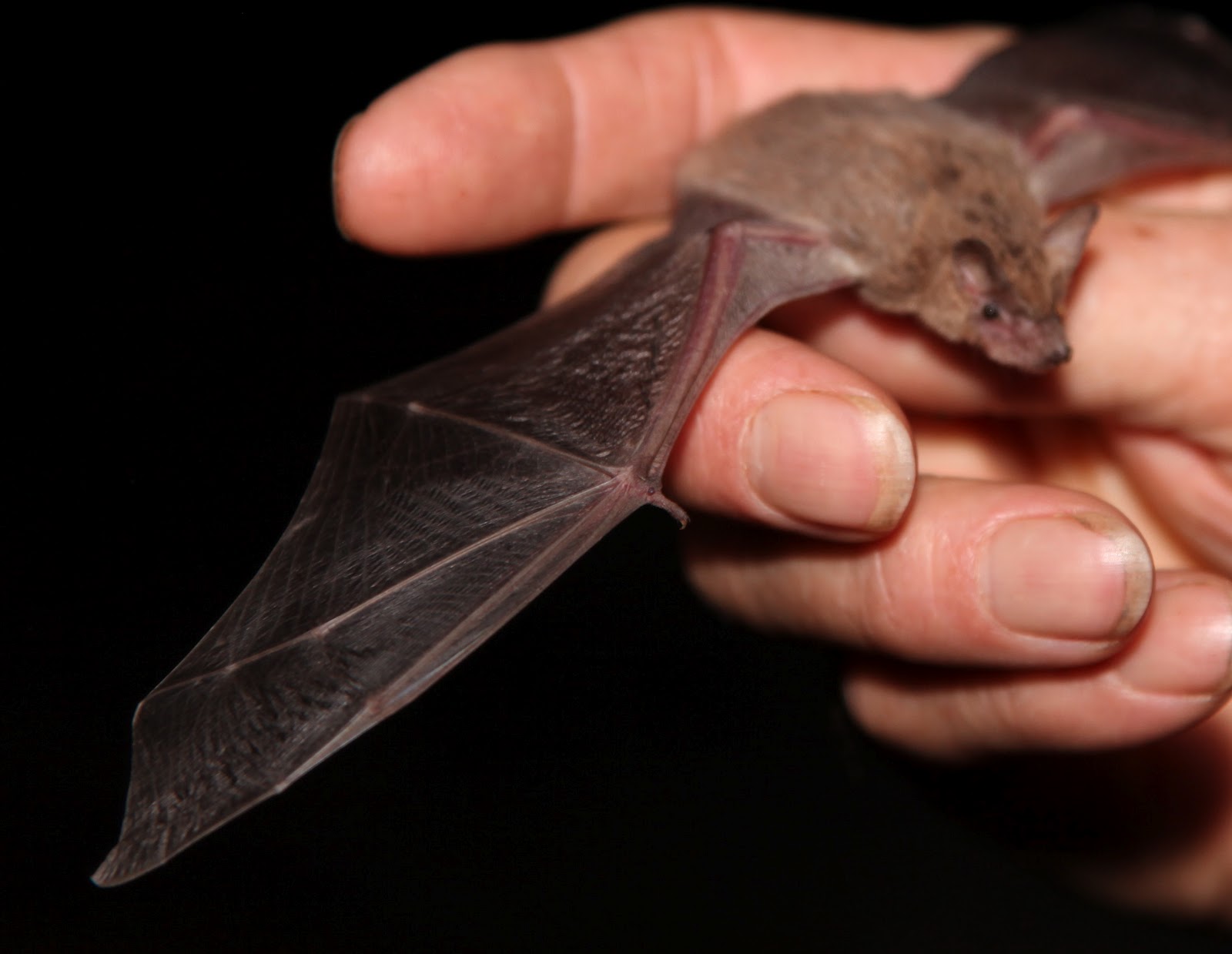 Central Australian Bats with Dennis Matthews Land for Wildlife