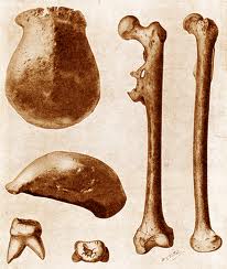 Gambar di atas merupakan gambar fosil pithecanthropus erectus