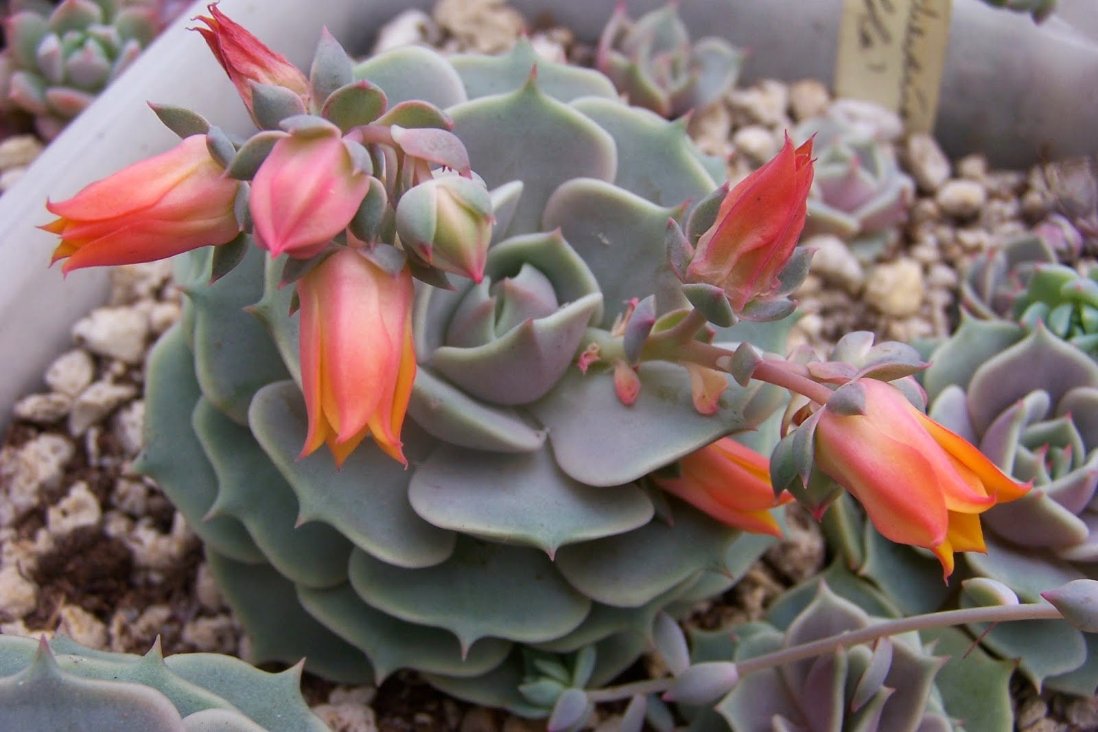 Oregon Cactus Blog Echeveria 'Lola'