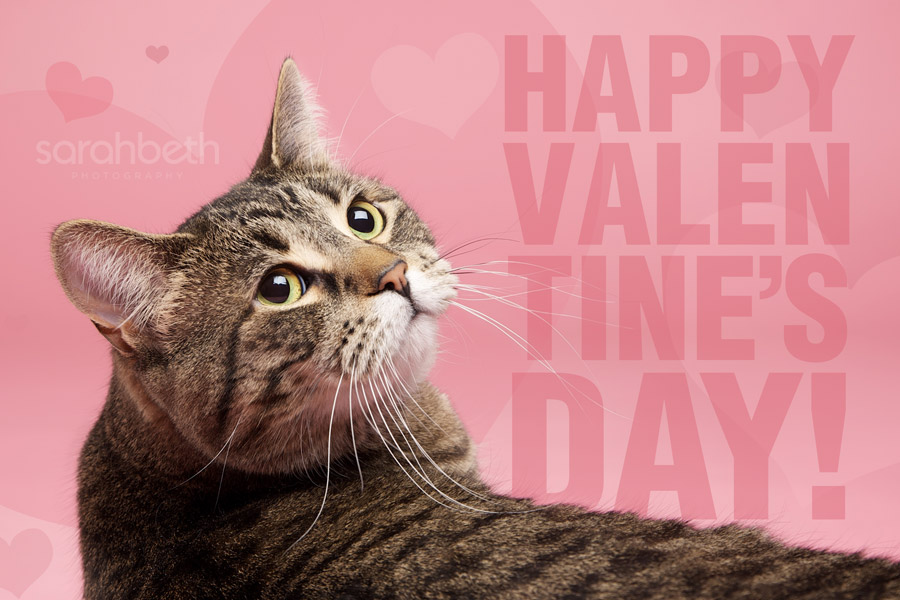 Cute & Sweet Valentines Cats Funny And Cute Animals