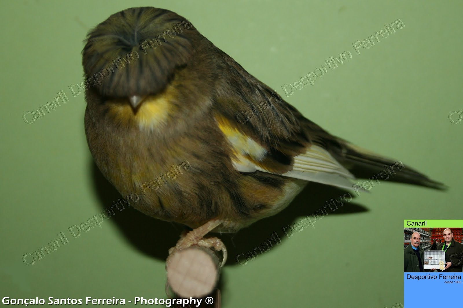 Gloster Fancy Canário Gloster Fancy Corona Variegado / Buff