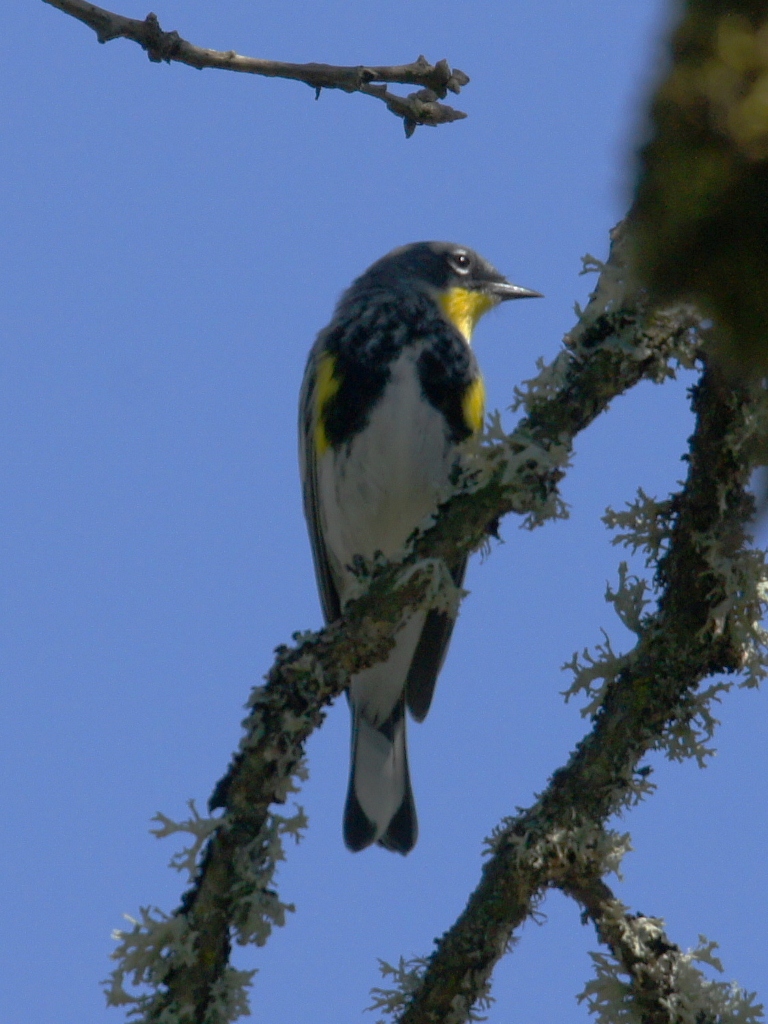 ポートランド付近の鳥達 Yellow Rumped Warbler キヅタアメリカムシクイ
