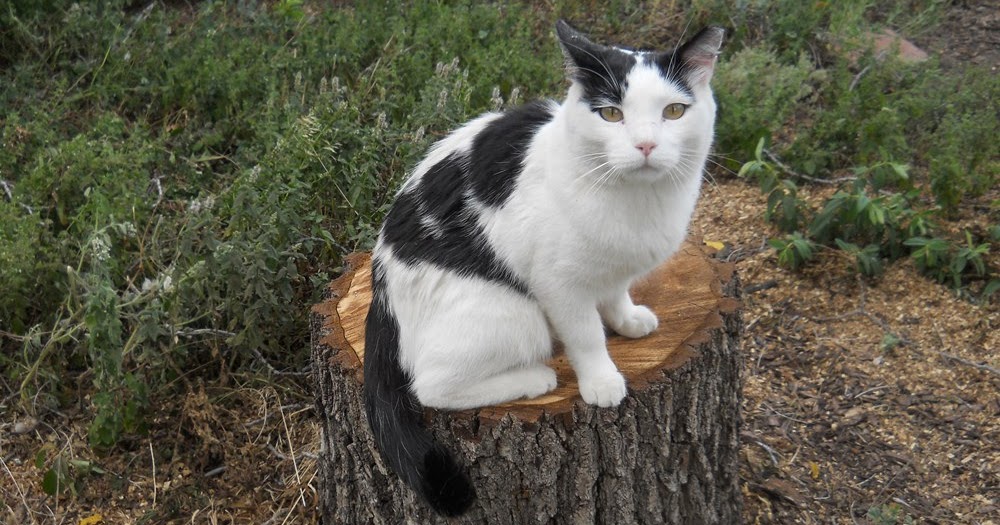 The Magical Witch: Lost a black walnut tree to thousand cankers disease