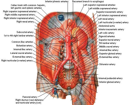 abdominal descending aorta