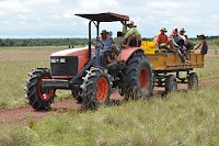 Workers on way from nursery to field with Caribbean Pine seedlings.