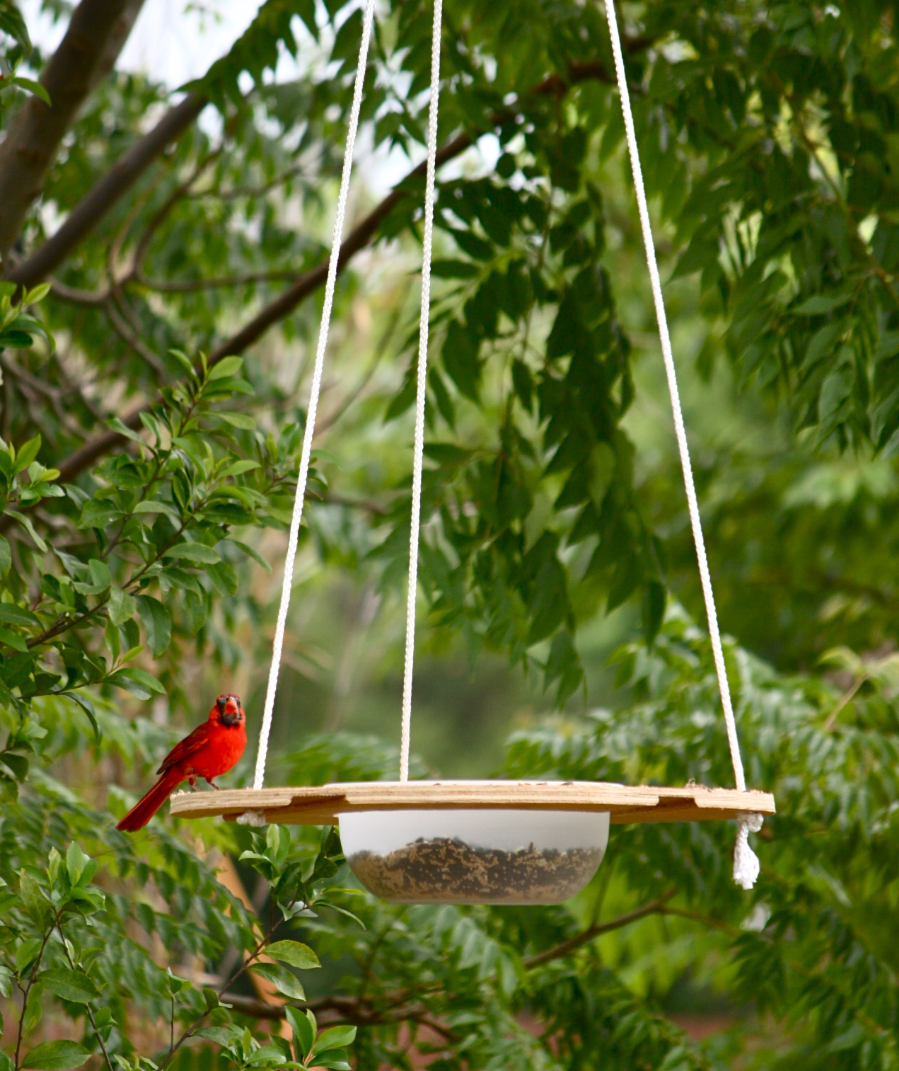 Innovative Florida Bird Feeder Phillip's Natural World