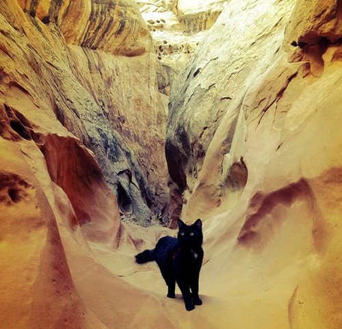 Милли - кошка скалолаз Милли - кошка скалолаз