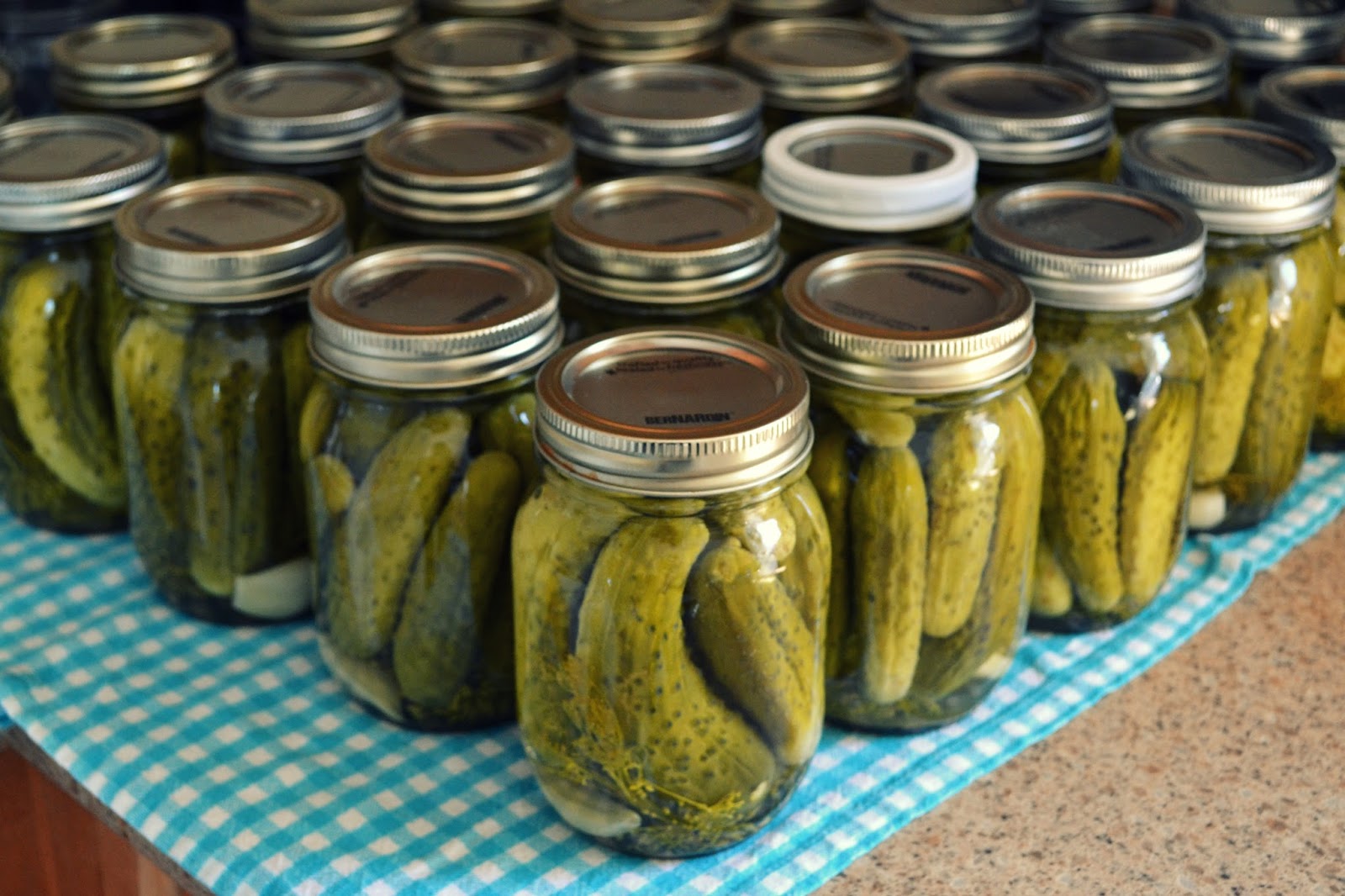 Crunchy Dill Pickles A Canning Photo Story