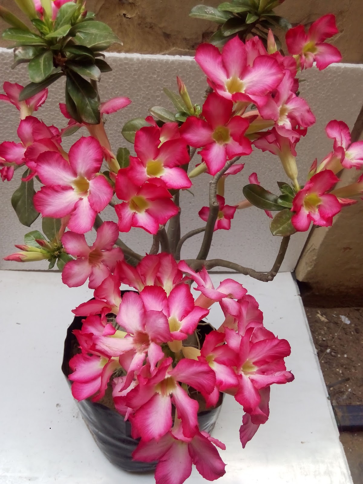 Bonsai Adenium Plant