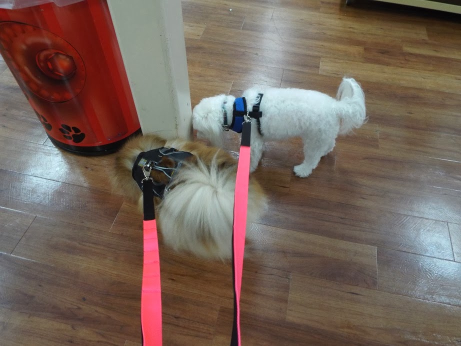 Pepper's Paws TooFerOne Leash Pet Product Review