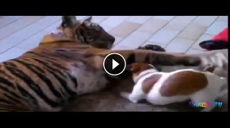 Jack Russel gioca con una tigre
