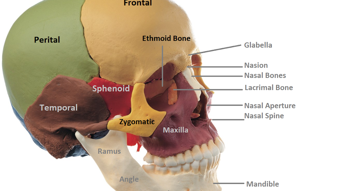 Anatomy Made Easy : Anterior View of Skull