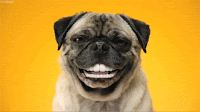 Sonrisa perro