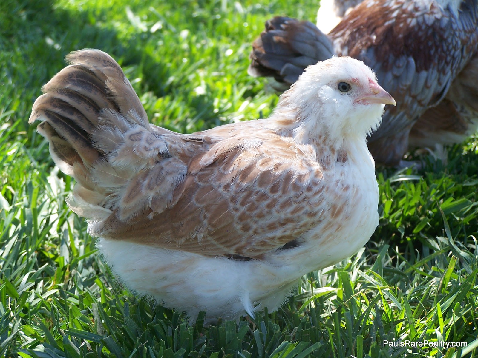 Chickens Blue/Salmon Faverolles Bantams